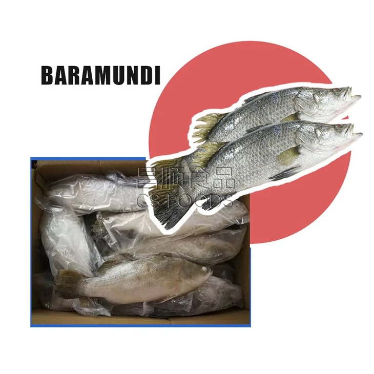 AA Frozen Barramundi
