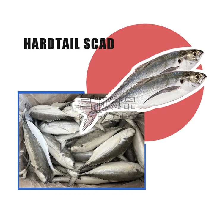BQF Frozen Hardtail Scad