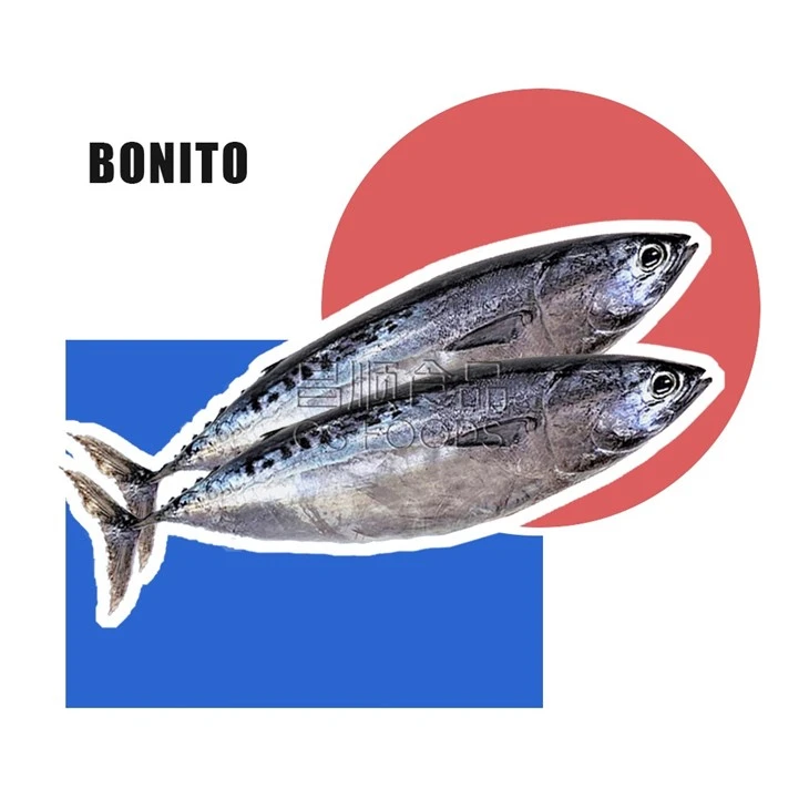 Bulk Seafrozen Bonito suppliers