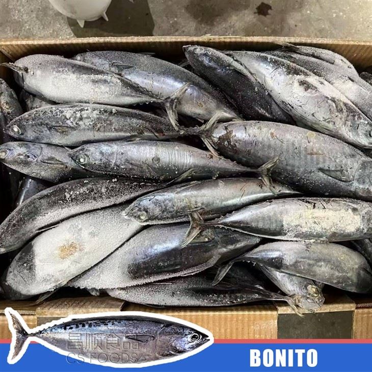 Bulk Seafrozen Bonito high quality