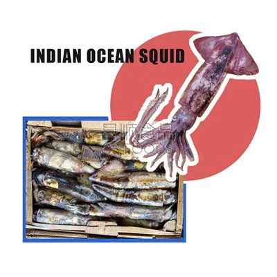 Sgwid Cefnfor India Seafrozen